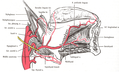 Otorrinoweb Arteria Lingual 1207
